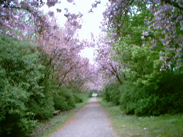 Kirschblüten