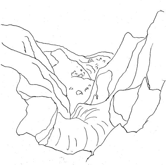 A landscape drawn by H. Wohlfarth