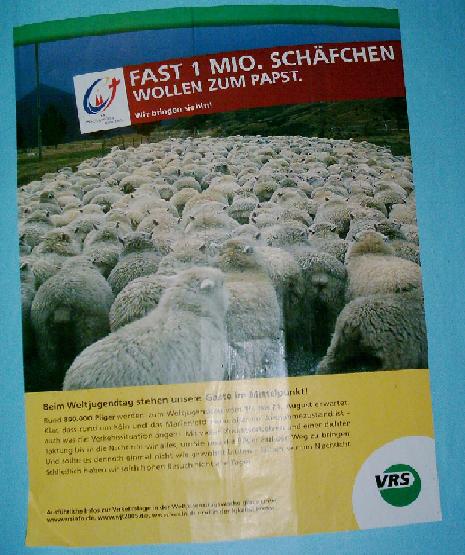 Schafe 