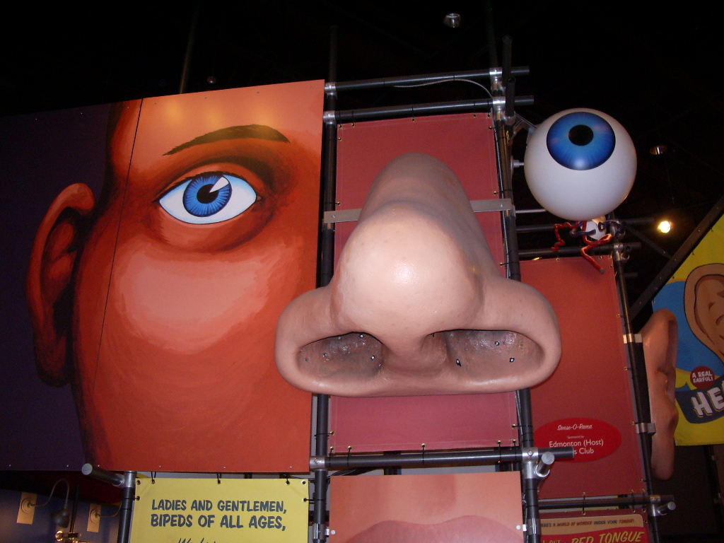 the ears, the eyes, the nose and the mouth