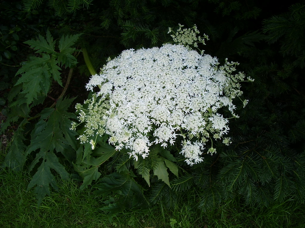 Growth of a flower 