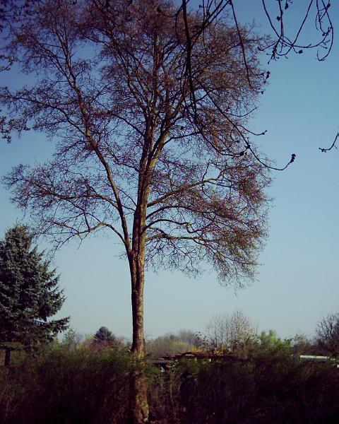 ein Baum 