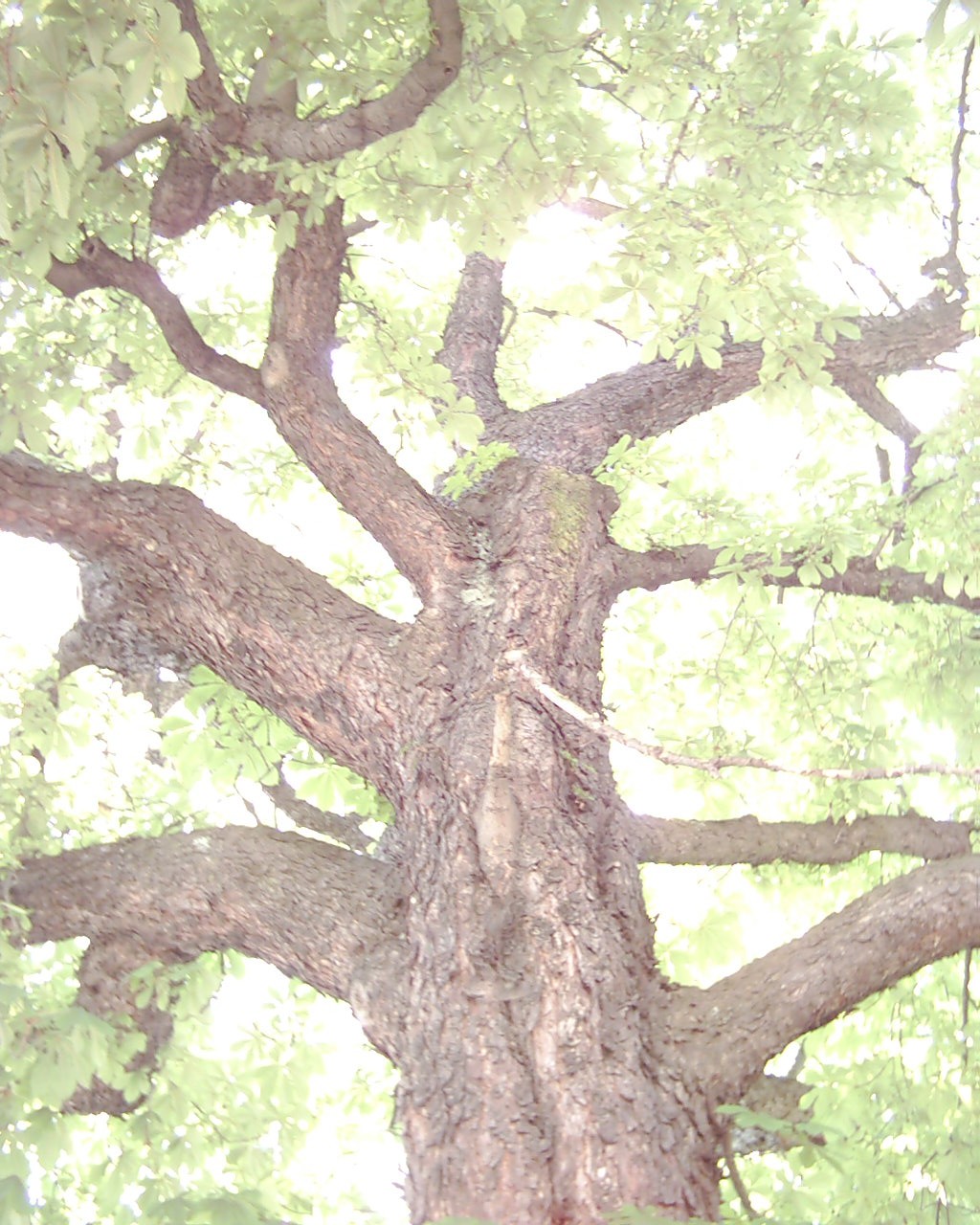 ein Baum