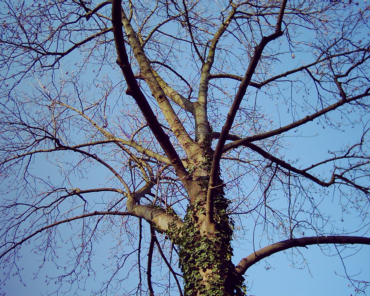 ein Baum